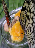 Констанц-бабочки